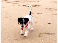 Luna - First Time on the Beach