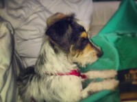 Luna on the couch
